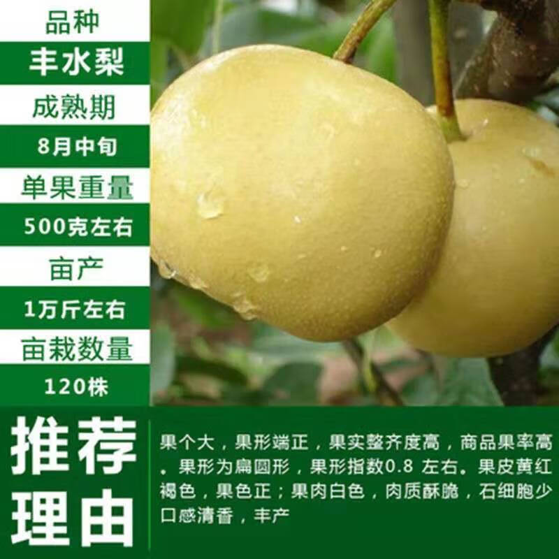 地栽果树苗皇冠梨树果苗南北方种植 丰水梨 10年丰产壮苗 果实吃不完