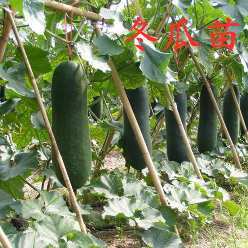 菜苗种苗各种秧苗辣椒苗番茄苗春季带土发货苗子阳台种 冬瓜苗【1颗】