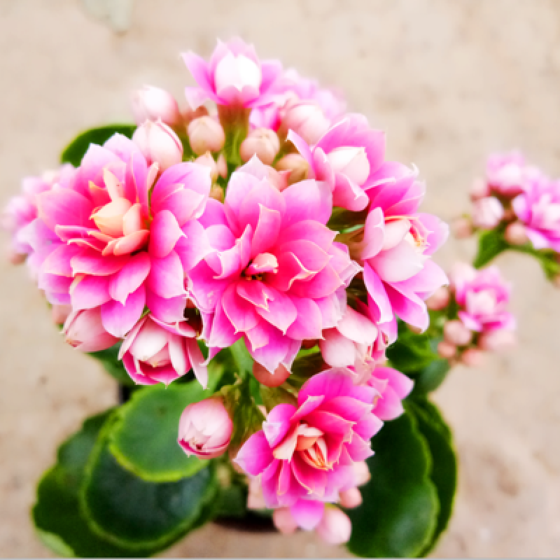 晗畅 长寿花花苗重瓣桃粉茱蒂植物绿植花卉盆景盆栽宫灯海棠 紫色珠题