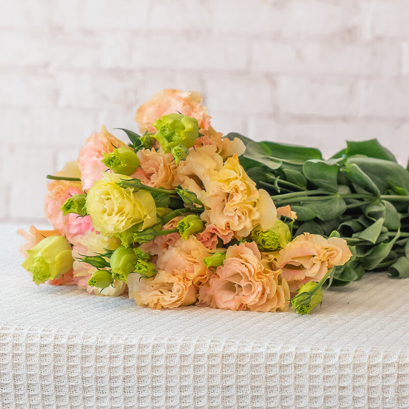 直发真花家庭插瓶水养装饰客厅卧室花束配花 香槟色洋桔梗(15-20朵)