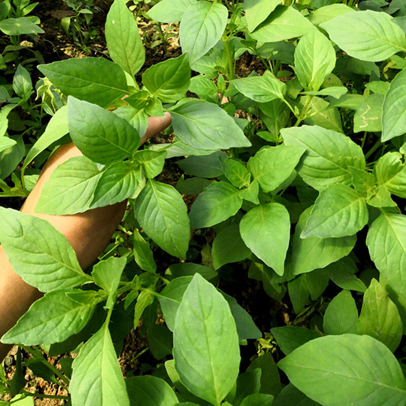 轻恋河南大叶荆芥菜新鲜荆芥带根新鲜蔬菜调味菜凉拌菜 新鲜一斤装