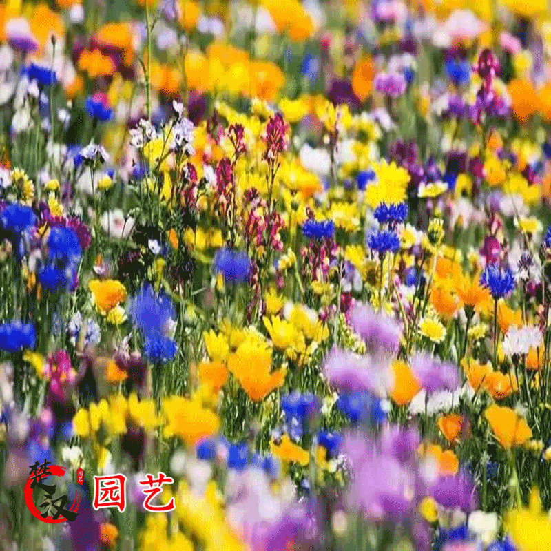 稳坐钓鱼椅，享受舒适钓鱼体验——价格走势分析和购买建议|手机京东怎么看花草林木类历史价格走势