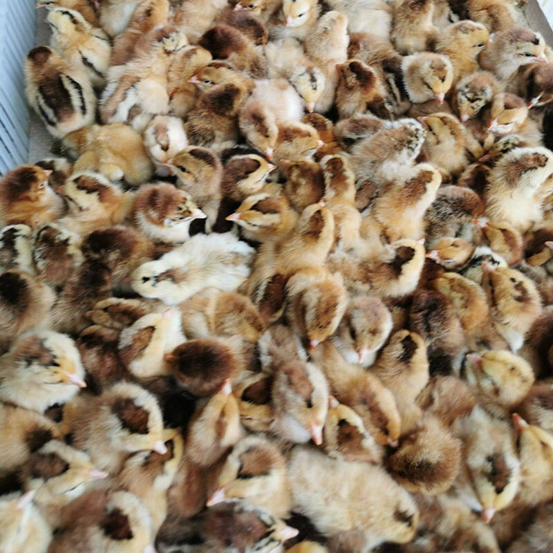 苗麻羽土鸡苗五黑鸡活苗产蛋鸡白羽鸡苗小鸡出壳苗包活 麻羽鸡苗一只
