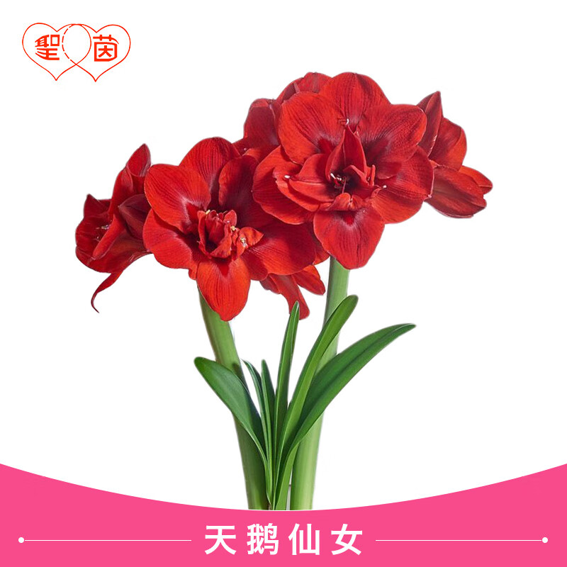 圣茵朱顶红 进口朱顶红重瓣种球 天鹅仙女 开花球(周长30~32cm)