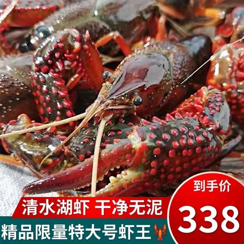鲜活小龙虾 超大 特大活体大虾鲜活新鲜清水虾尾小青虾 特大号炮头 单