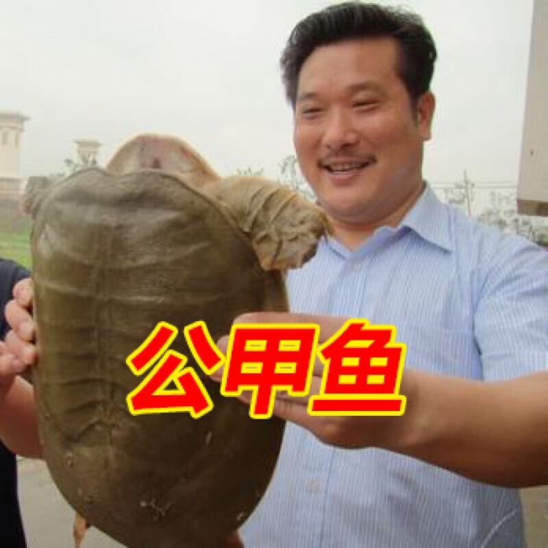 绿色召集令公甲鱼王八团鱼水中华老鳖乌龟鱼1.5-2斤【公甲鱼】1.5斤