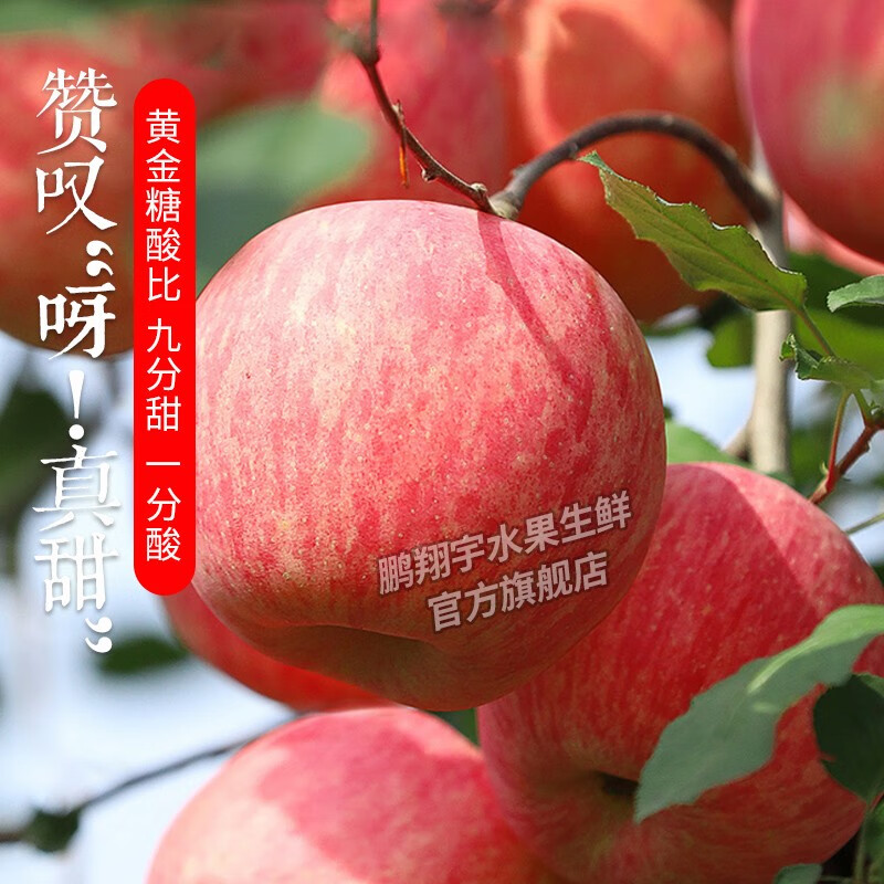 鹏翔宇【顺丰包邮】正宗山西万荣红富士苹果薄皮脆甜当季新鲜水果礼盒装 正宗山西万荣红富士苹果【顺丰到家】 净重8-8.5斤商超大果【13-15枚】