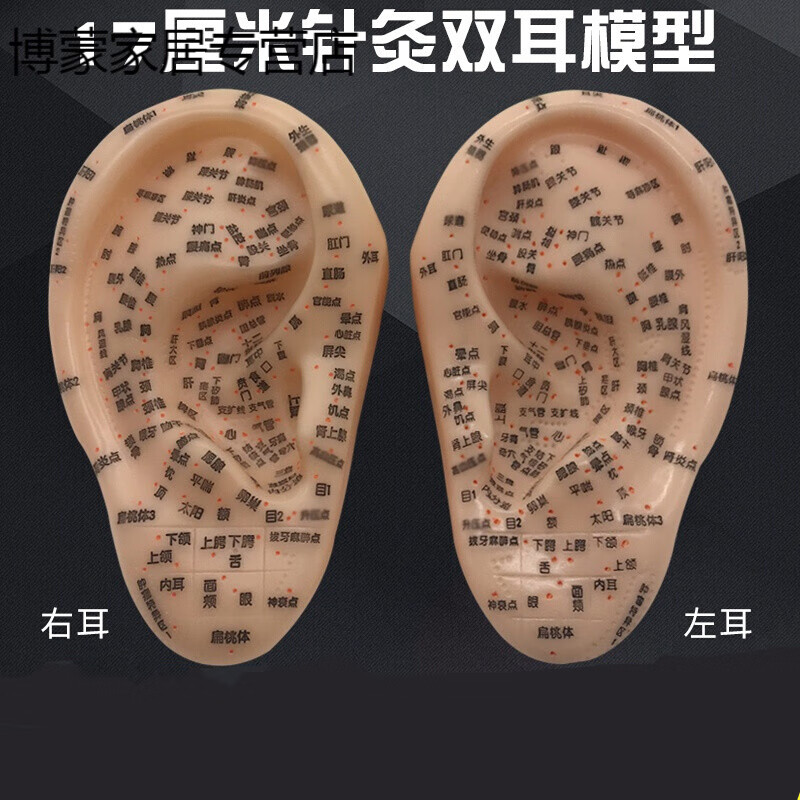 模型 耳穴反射区刻字耳朵穴位针灸耳穴教学模型欧琪尚 17多穴位右耳