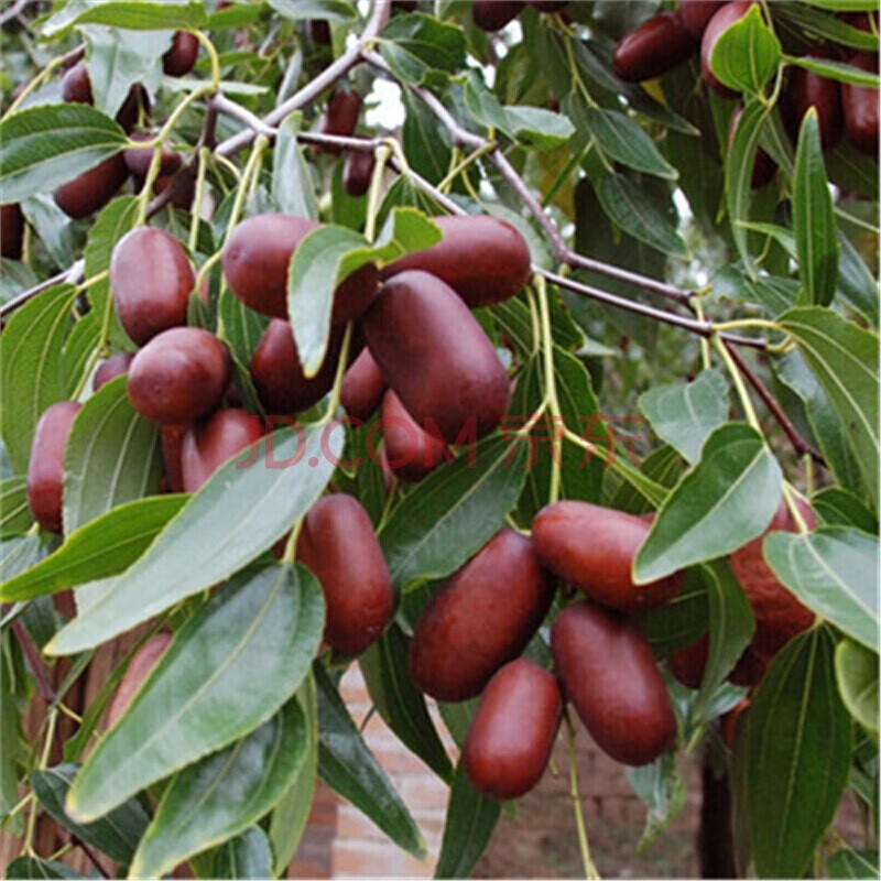 枣树苗嫁接枣树苗盆栽地栽南方北方庭院农田阳台种植当年结果 伏脆蜜