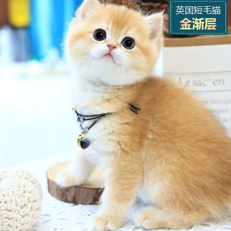 怎么看猫咪活体历史价格|猫咪活体价格比较