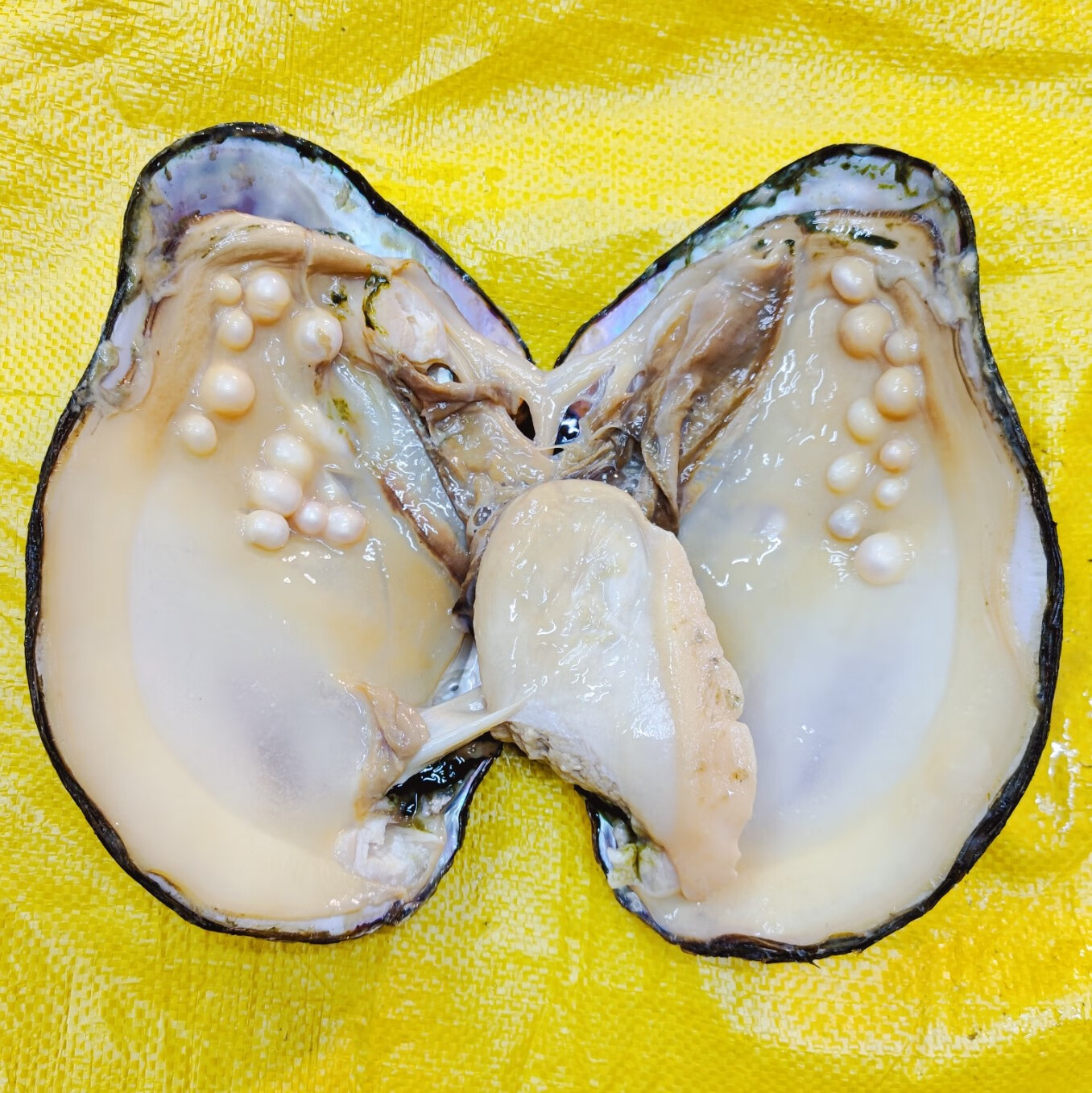 snqp送好友的礼物淡水巨无霸多珠蚌珍珠蚌鲜活蚌壳自己开蚌取珠子互动