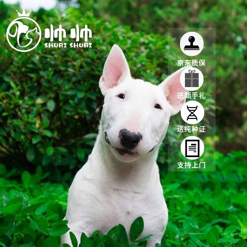 幼犬活体 纯种宠物狗幼崽狗活物 短毛 田园级