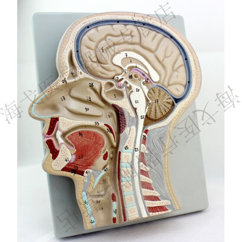 医学用头部切面模型人体大脑模具解剖标本脑脊髓鼻口喉腔