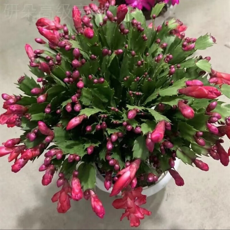 花苞多色嫁接重瓣新品阳台四季开花卉室内花好养植物 双色蟹爪兰一盆