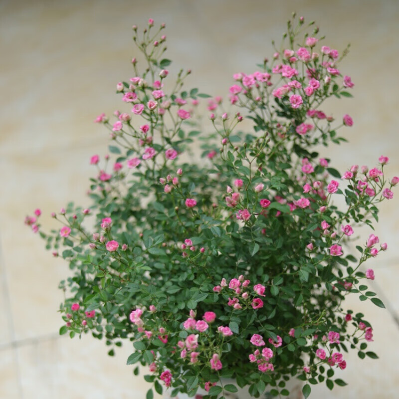 超微月季花 花朵小多头迷你盆栽微型四季开花阳台月季花苗 小苗 含盆