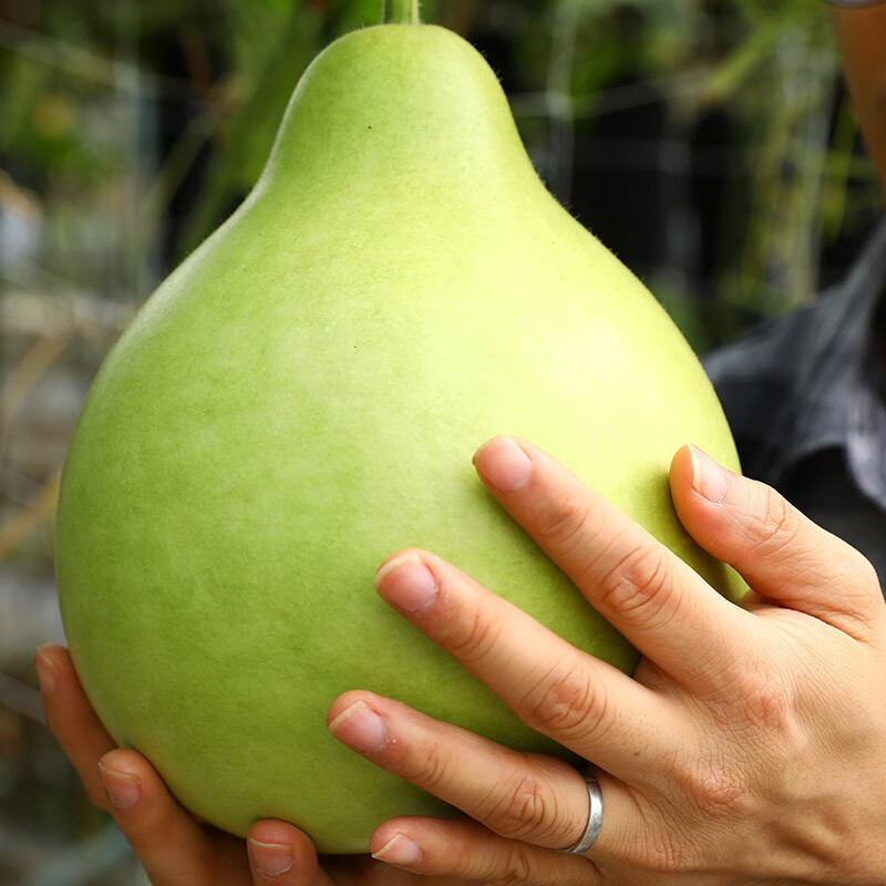 大禹 食用菜葫芦种子约15粒/袋