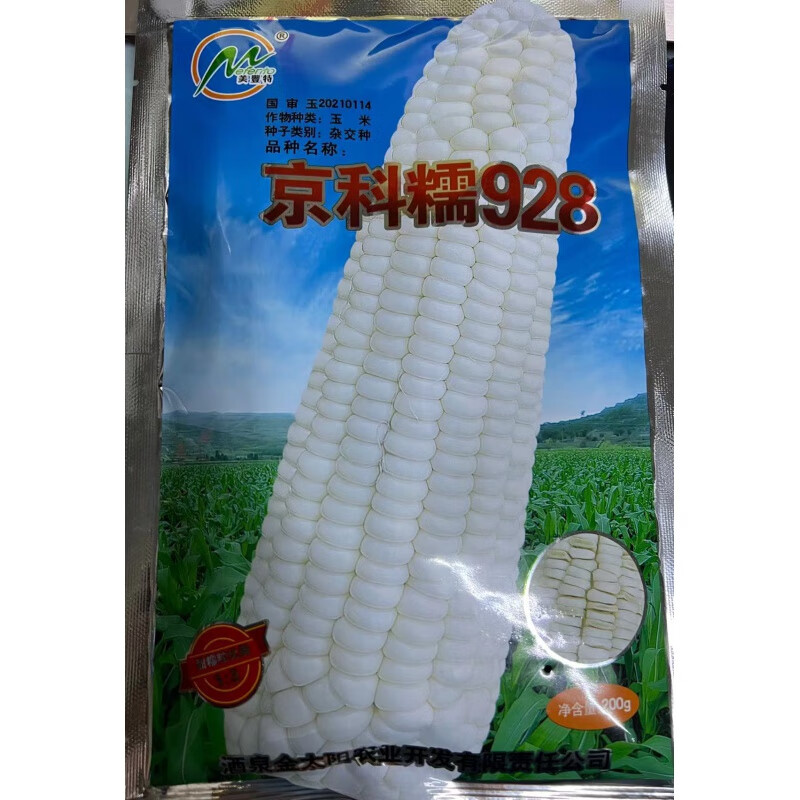 酒泉金太阳 京科糯928玉米种子 甜加糯白玉米 加甜糯玉米种子