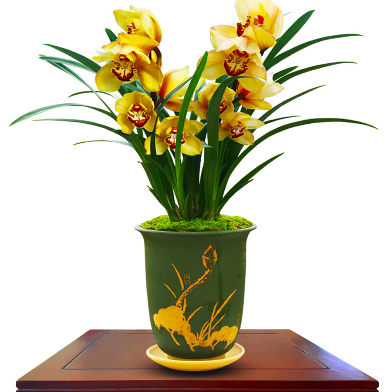 金玉满堂 8苗【当年开花】 肥料种植说明书