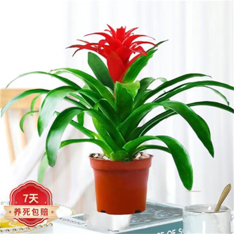 茶馨语 鸿运当头盆栽花卉植物室内花客厅四季开花 鸿运当头简易盆