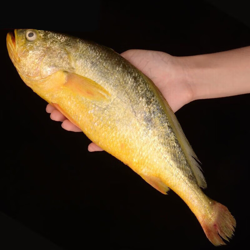 安峰山新鲜大黄花鱼鲜活大黄鱼鱼类海鲜水产鲜活大海鱼活鱼鲜鱼生