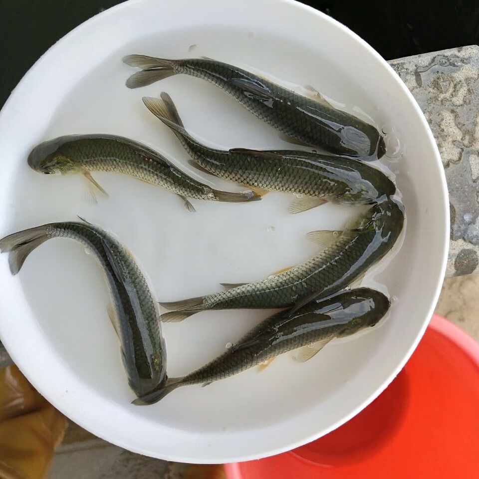 伟博大规格草鱼苗  脆肉皖鱼苗 淡水养殖 四大家鱼活体 食蚊鱼 6-7