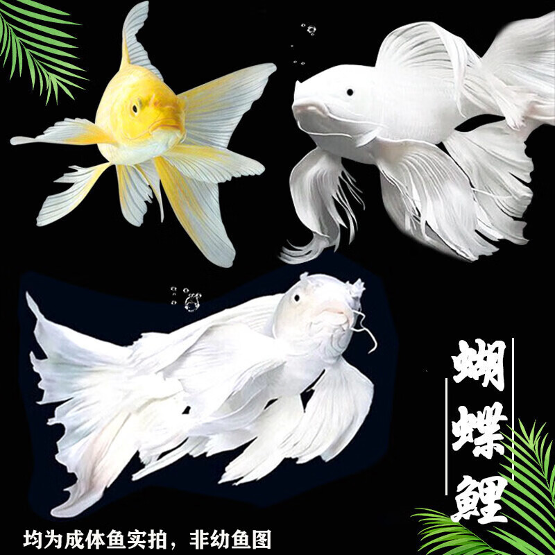 水族活体京东商品历史价格查询|水族活体价格比较