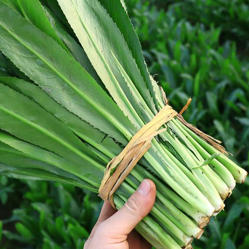 云南西双版纳 云南香菜 大芫荽 500g 800g