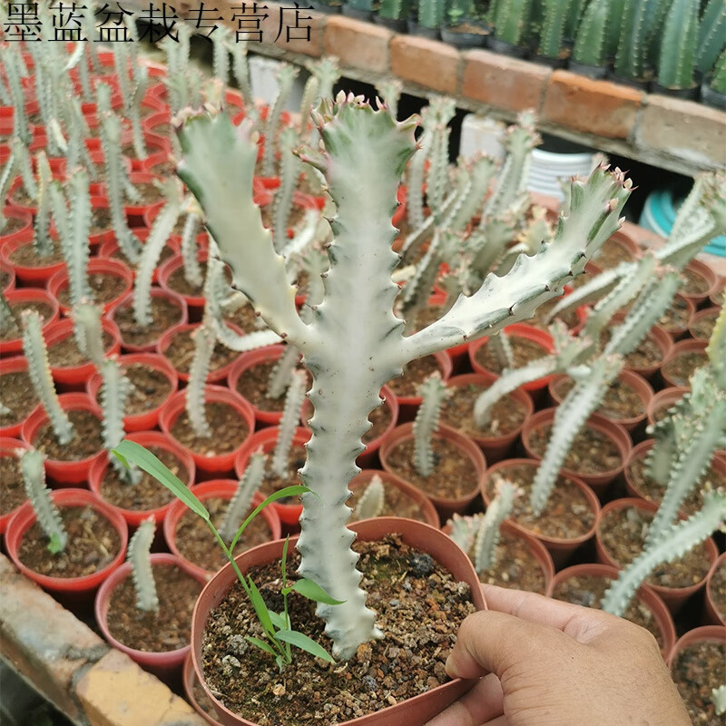 山头林村白龙骨白帝锦盆栽大戟科沙生植物盆栽量天尺仙人柱造型仙人掌