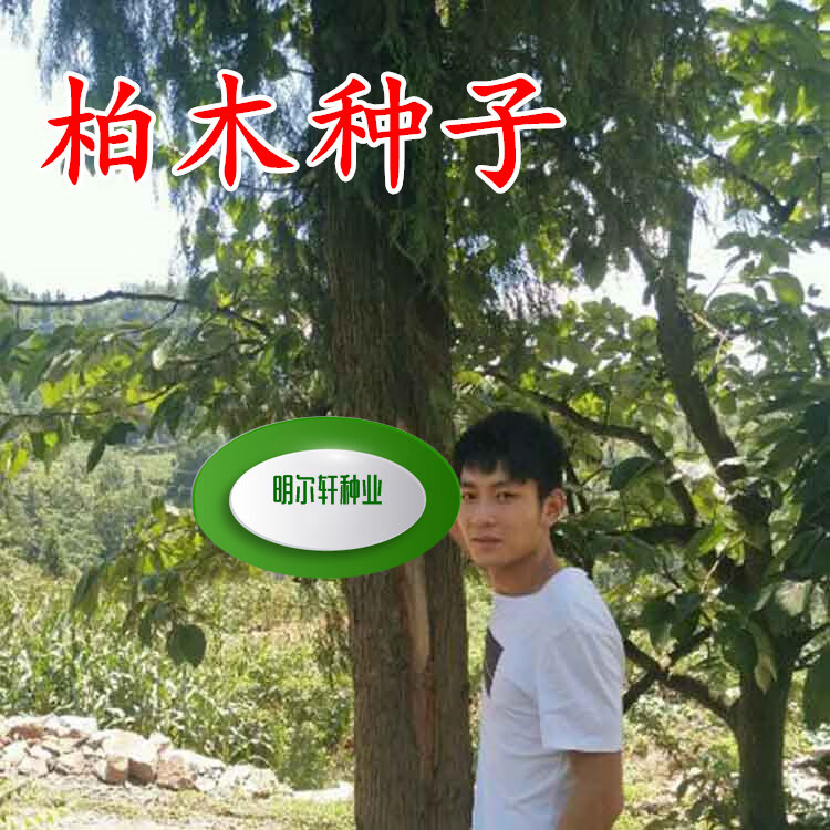 奔奥柏木种子香扁柏垂丝柏黄柏扫帚柏柏木树柏香树柏树密密柏园林绿化