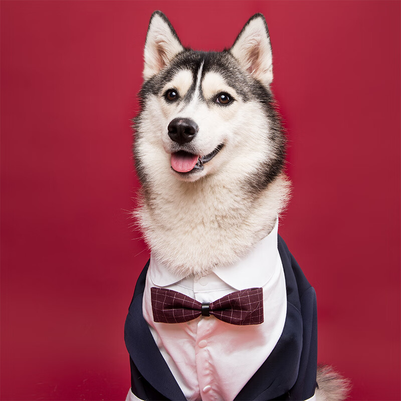 芒岩短腿队长宠物狗狗西装礼服衬衫柯基柴犬金毛大型犬结婚西服燕尾服