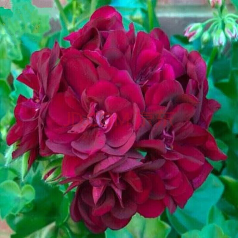 重瓣天竺葵花苗 盆栽天竺葵苗四季开花阳台庭院室内盆栽花卉 深红色