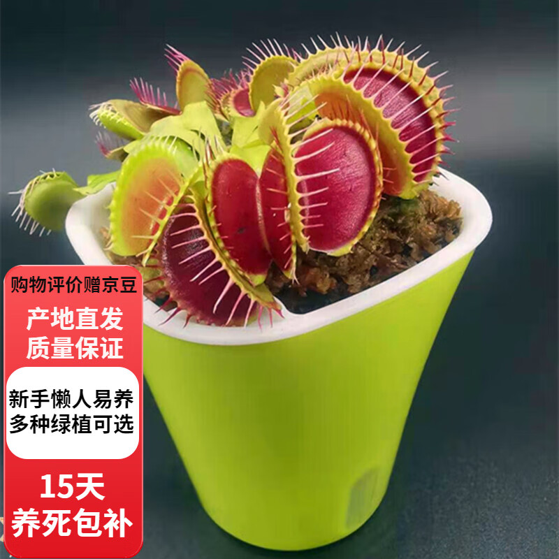 捕蠅草豬籠草植物食蠅草趣味室內盆栽z6 美人齒捕蟲(chóng)夾約3厘米吸水盆 含盆