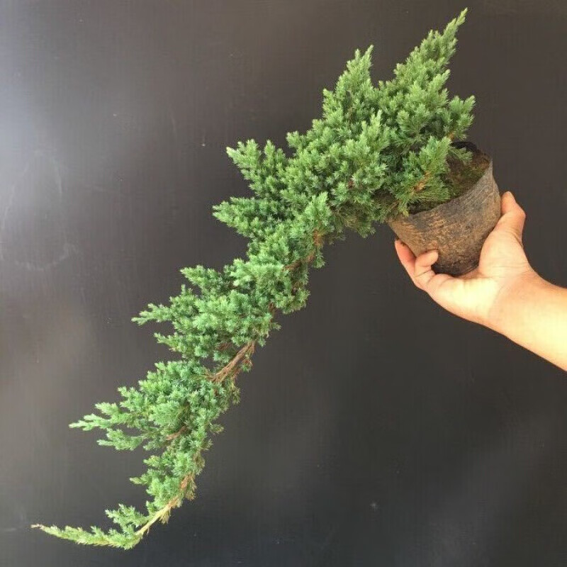 意轩迎客松 盆景真树自然树苗松柏盆栽客厅摆件办公室绿植植 自然素材苗60厘米长一棵