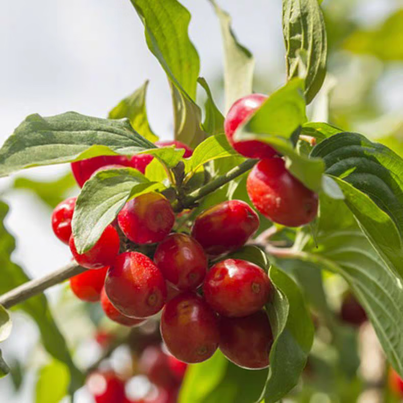 秦岭新货山萸肉 秦岭山茱萸肉正生山茱萸肉去核枣皮野生挑选正 秦岭野生山茱萸【精选500克】
