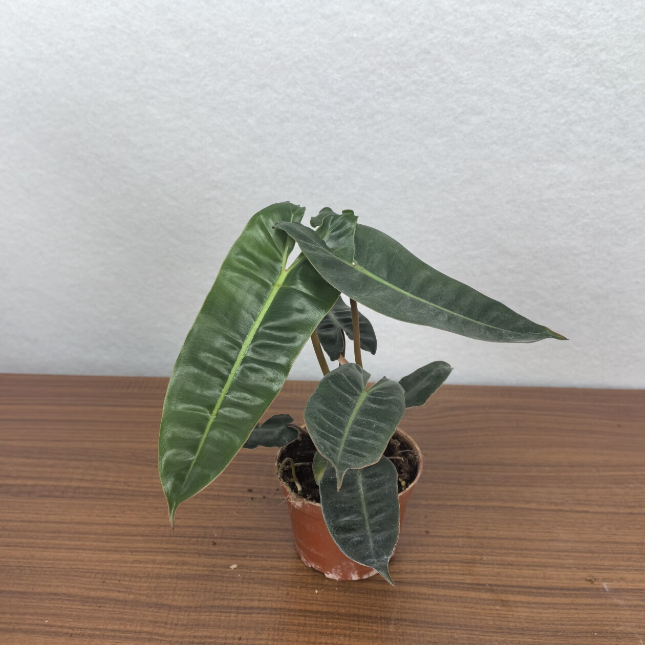 橙柄蔓绿绒 热带观叶植物 天南星科室内客厅阳台盆栽居家趣味绿植 橙