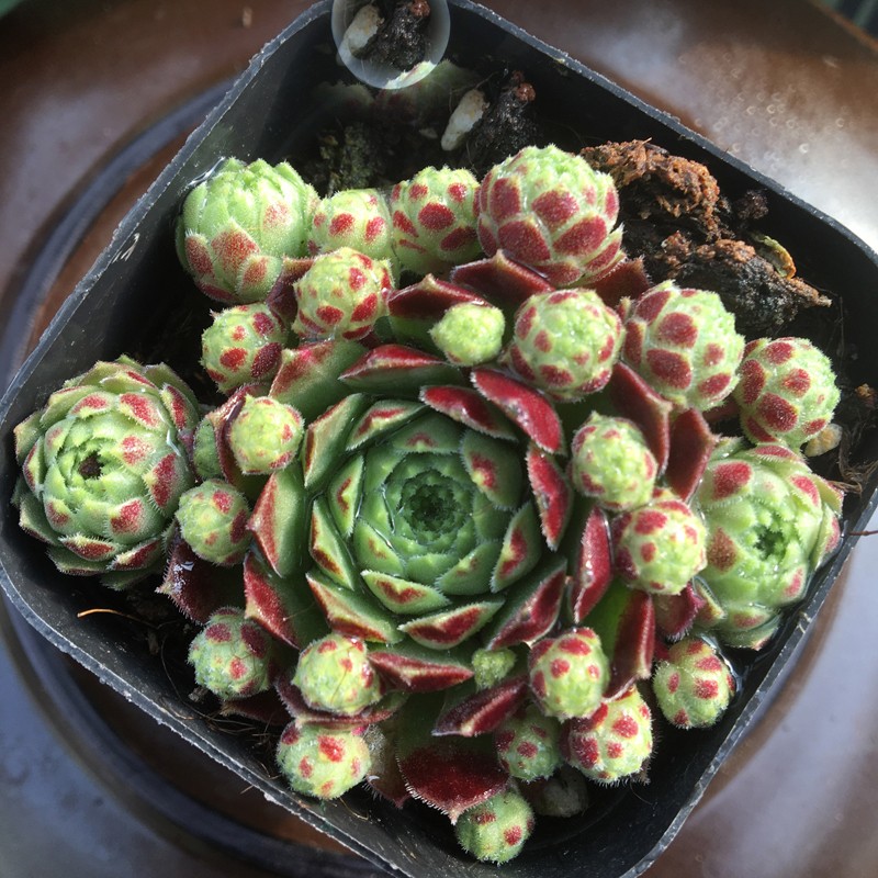 蕊鲜生多肉老桩办公室阳台客厅易养肉肉多头盆景盆栽 爱德华