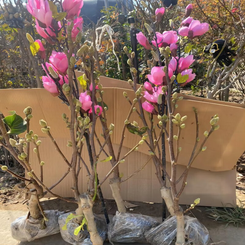 如意玉兰紫玉兰耐寒耐旱南北方庭院阳台盆栽地栽大花浓香型 如意玉兰