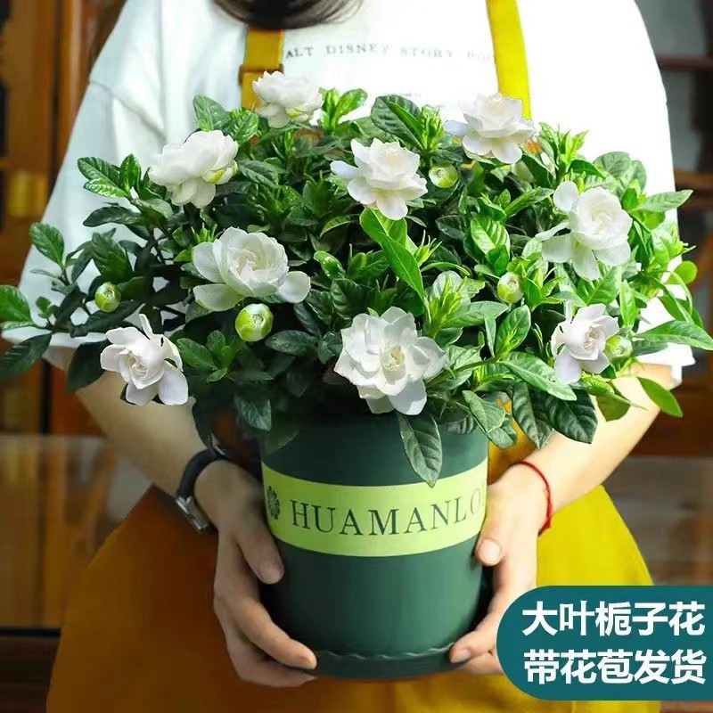 秋芊卉带花苞牡丹丛生浓香栀子花阳台室内盆栽花卉四季开花枝子花植物 牡丹大叶丛生栀子花中盆 树脂花盆栽好发货