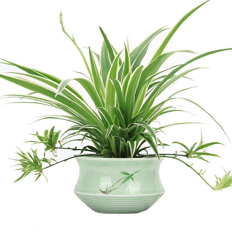 醉花春大金边吊兰盆栽 好养垂吊植物室内办公室新房摆放花卉绿植 金边