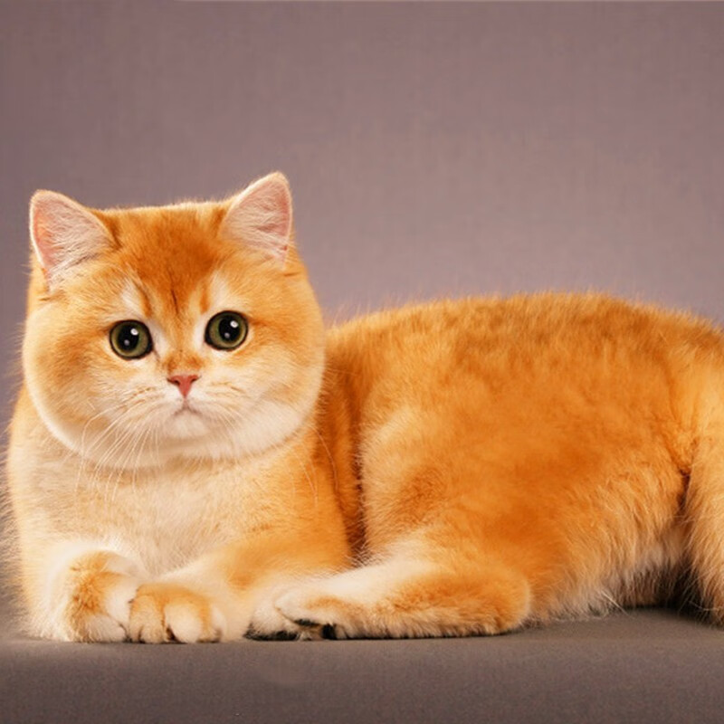 猫银渐层猫蓝白猫英国短毛猫幼猫矮脚短腿曼基康大脸猫 英短金渐层