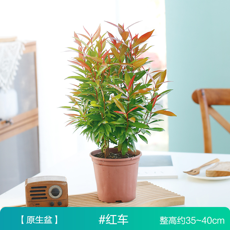 红车盆栽办公室内花卉植物阳台红枫红枝蒲桃鸿运当头观叶绿植好养 红