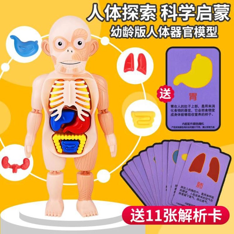 星优趣（XINGYOUQU）儿童启智科教人体器官模型摆件DIY拼装早教认知STEAM医学内脏玩具 科教人体模型+11张卡片