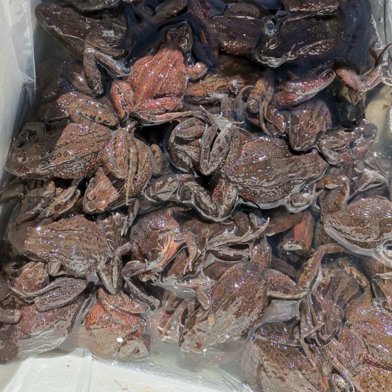 活林蛙东北哈什蚂 红肚皮蛤士玛 全母全籽 长白山红