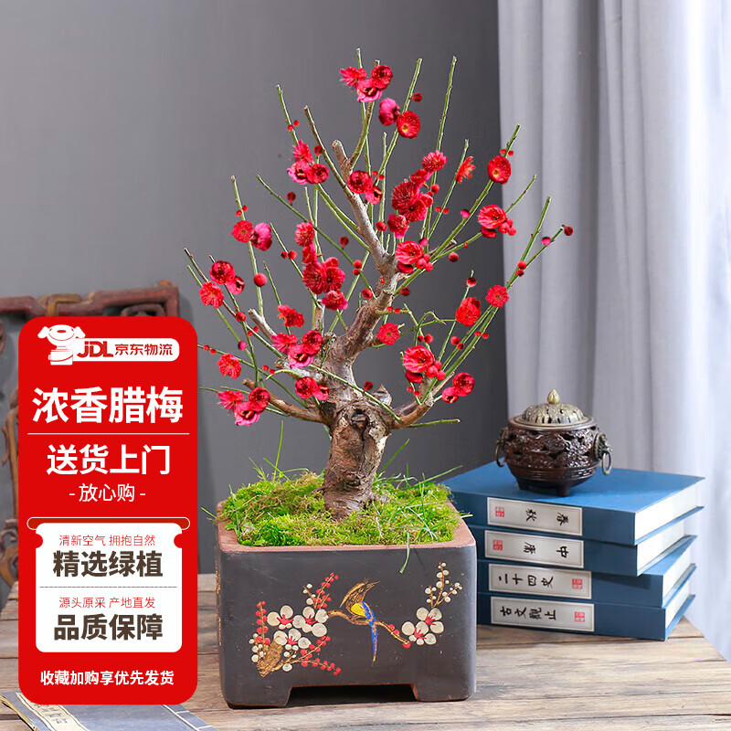 花翁浓香型腊梅花树苗盆栽冬季花卉植物红梅2厘米（不含盆）源头直发
