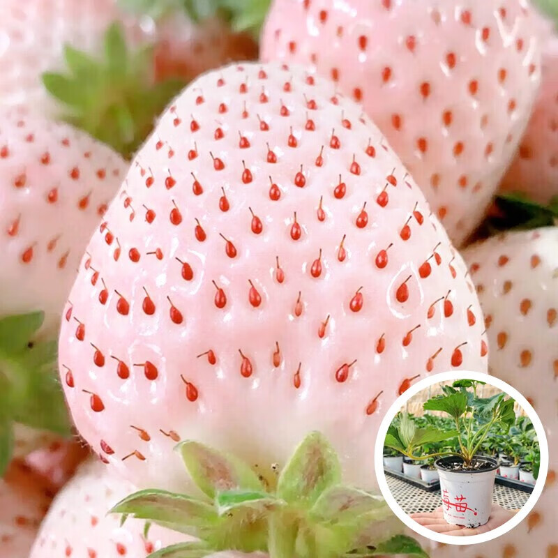 苗带盆带土发货盆栽四季结果红颜牛奶草莓苗阳台种植 小白草莓苗1棵