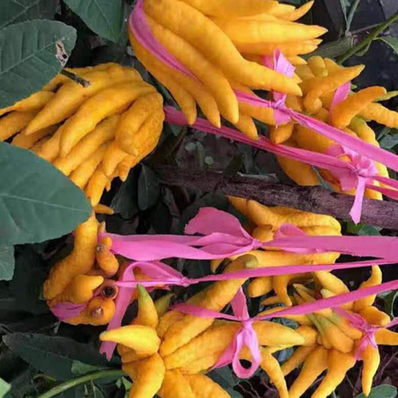 佛手柑 盆栽 佛手盆栽金华佛手盆景千佛手苗庭院阳台室内客厅绿植花卉