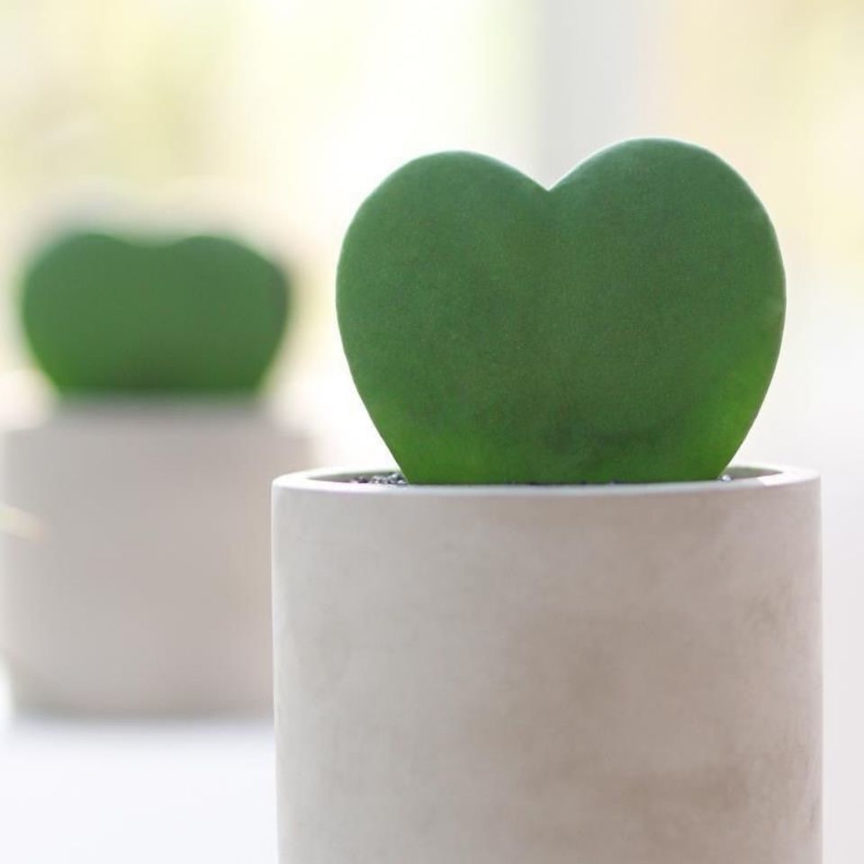 一片爱心室内阳台办公桌面四季养植物心叶球兰植物 【1棵】一片心多肉