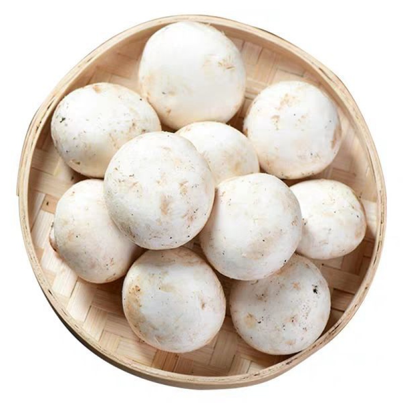 【顺丰】新鲜口蘑白蘑菇双孢菇现摘发货产地直发食用菌批发 鲜口蘑
