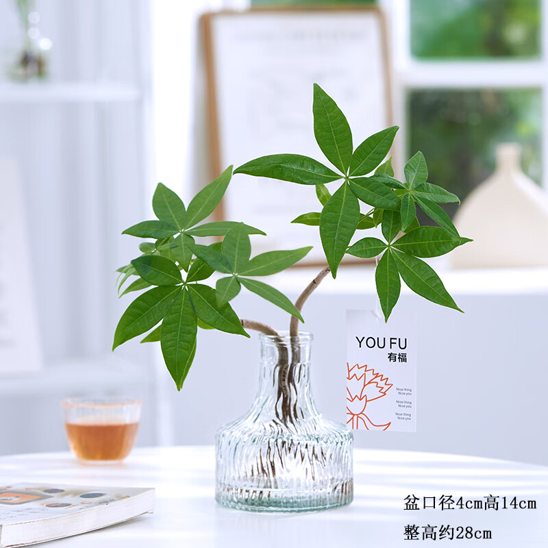 绿植盆栽能查历史价格吗|绿植盆栽价格历史