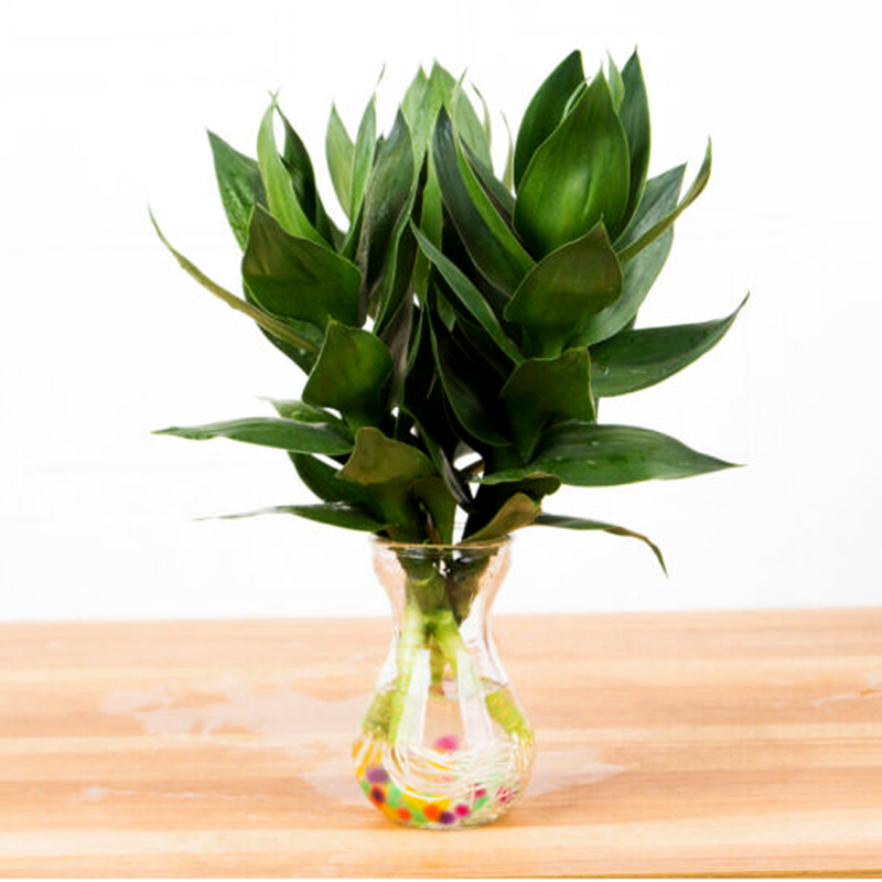 昊兰诺水培花卉富贵竹绿植盆栽室内盆栽植物水培荷花竹带根 观音竹1株